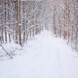 Streaming This January!