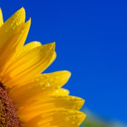 Foreign Films to Stream