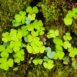 New to Streaming March 17