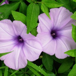 New Movies to Stream, June 9