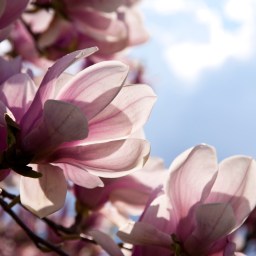 New to Stream, June 16