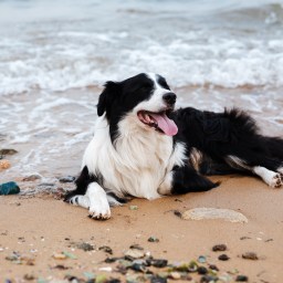 New Movies and TV to Stream, Aug. 4