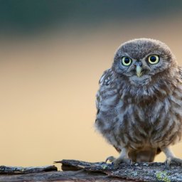 New Movie and TV to Stream, Aug.25