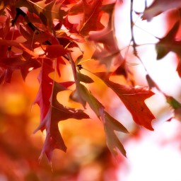 New Movies and Television to Stream, Sept. 22