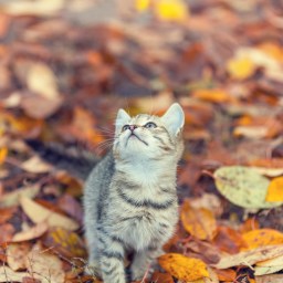 New Movies and Television to Stream, Sept. 29