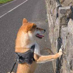 New Movies and Television to Stream, Oct. 6