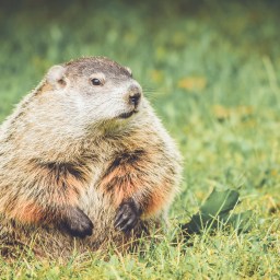 New Movies and Television to Stream, Feb. 2