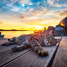 New Movies and TV to Stream, June 1