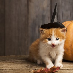 Movies and TV to Stream, Oct. 26