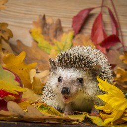 New Movies and TV to Stream, Sept 5