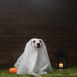 Movies and TV Shows to Stream, Oct. 19