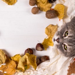 Movies and TV to Stream, Nov. 23