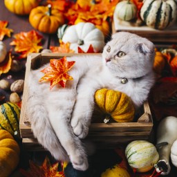 New Movies and TV to Stream, Nov. 30