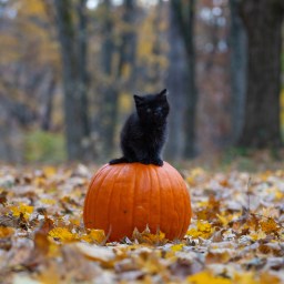 New Movies and TV to Stream, Nov. 16