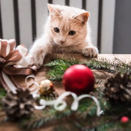 New Movies and TV to Stream, Dec. 28