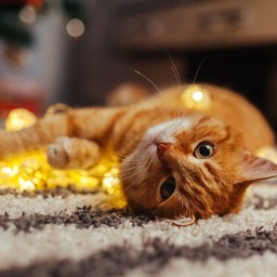 New Movies and TV to Stream, Dec. 14