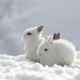 New Movies and TV to Stream, Jan. 18