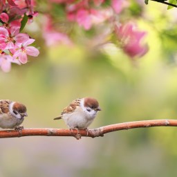 New Movies and TV Shows to Stream, February 29