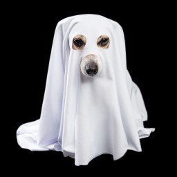 New Movies and TV to Stream, Oct. 24