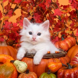 New Movies and TV to Stream, Nov. 14