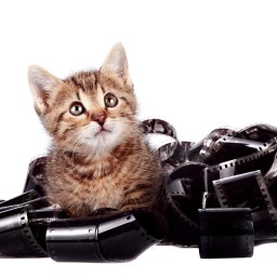 New Movies and TV to Stream, March 13