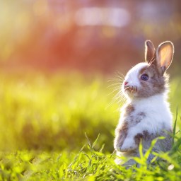 New Movies and TV to Stream, April 3