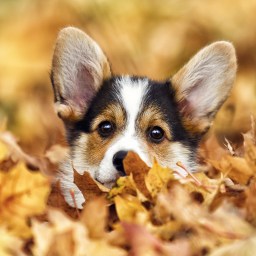 New Movies and TV to Stream, Nov. 13