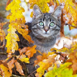 New Movies and TV to Stream, Nov. 20